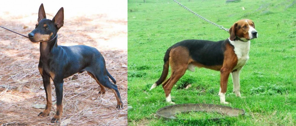 Serbian Tricolour Hound vs English Toy Terrier (Black & Tan) - Breed Comparison