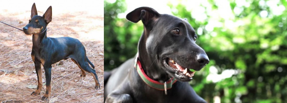 Shepard Labrador vs English Toy Terrier (Black & Tan) - Breed Comparison