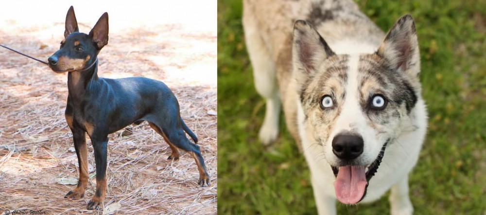 Shepherd Husky vs English Toy Terrier (Black & Tan) - Breed Comparison