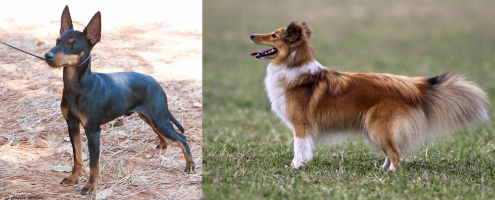 Shetland Sheepdog vs English Toy Terrier (Black & Tan) - Breed Comparison