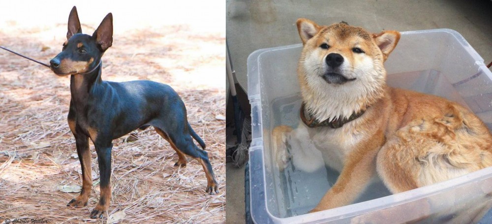 Shiba Inu vs English Toy Terrier (Black & Tan) - Breed Comparison