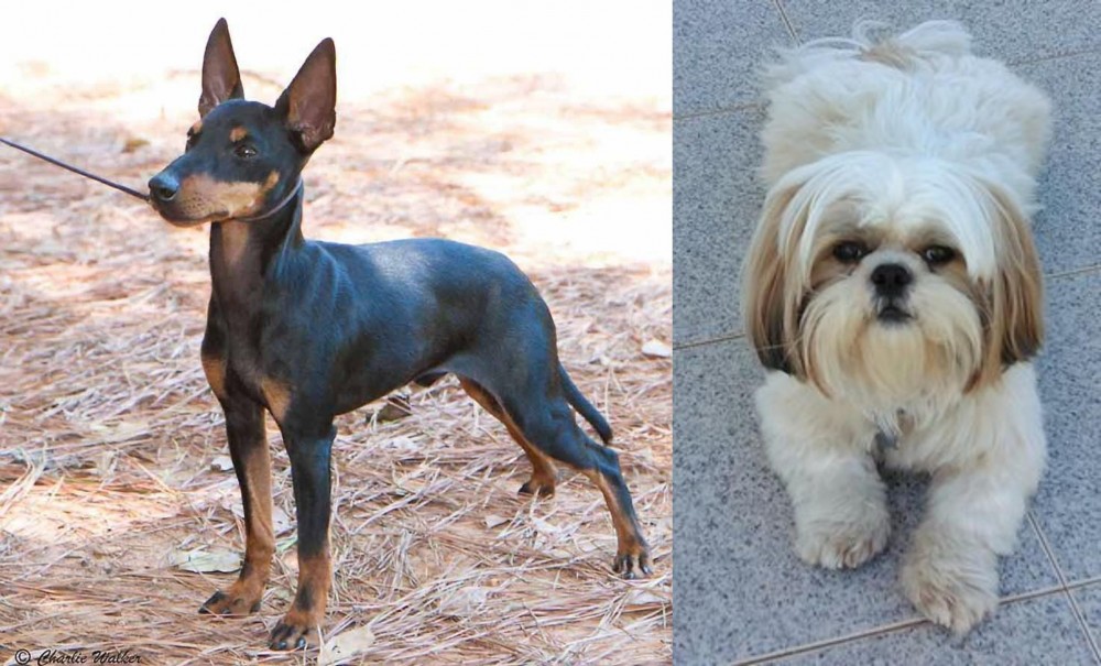 Shih Tzu vs English Toy Terrier (Black & Tan) - Breed Comparison