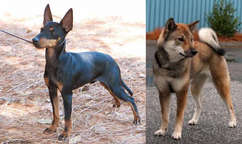 Shikoku vs English Toy Terrier (Black & Tan) - Breed Comparison