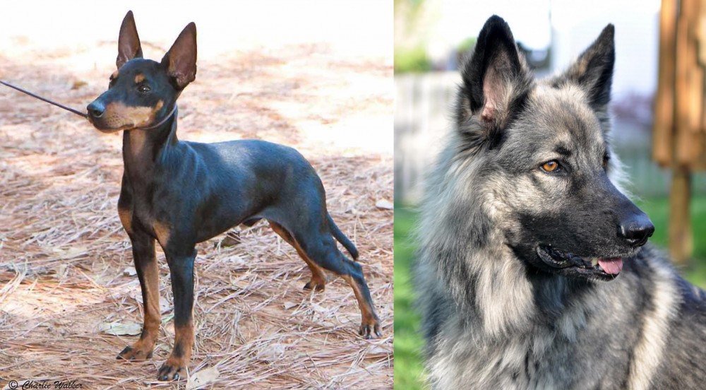 Shiloh Shepherd vs English Toy Terrier (Black & Tan) - Breed Comparison