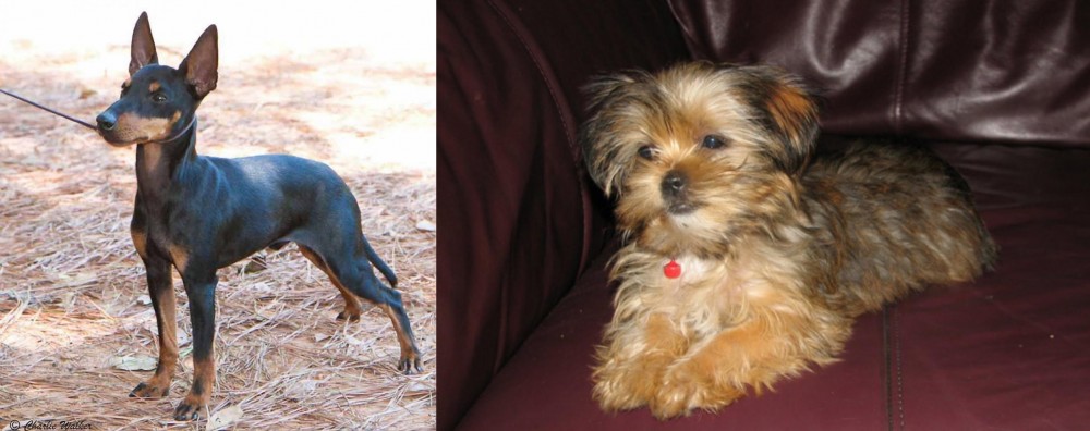 Shorkie vs English Toy Terrier (Black & Tan) - Breed Comparison