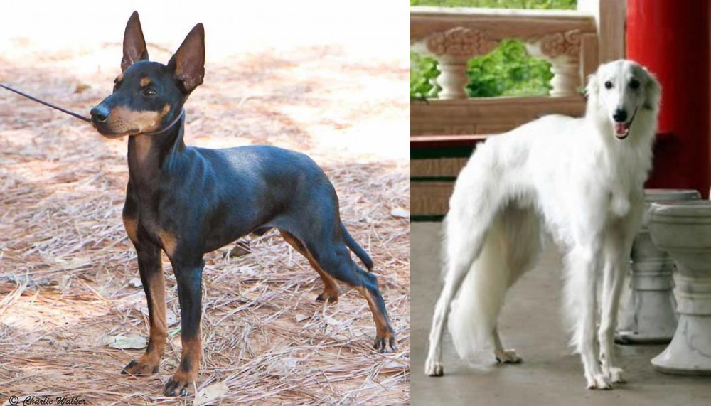 Silken Windhound vs English Toy Terrier (Black & Tan) - Breed Comparison