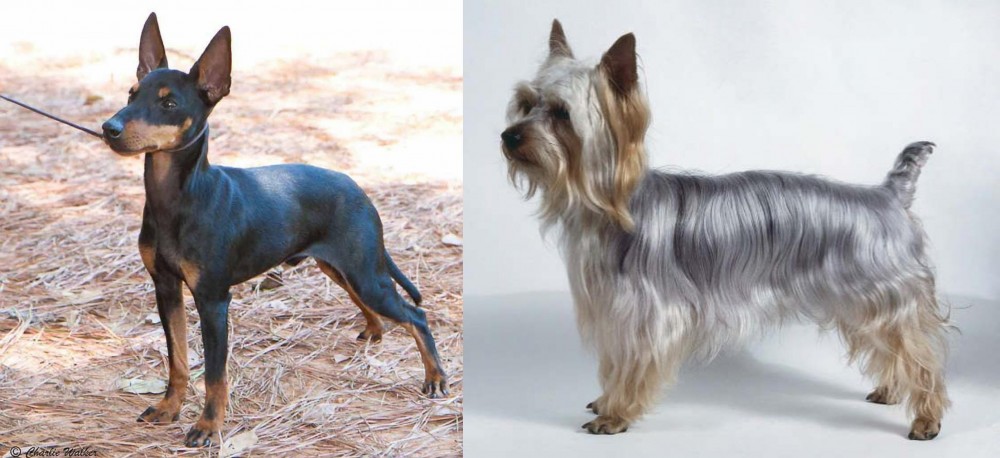 Silky Terrier vs English Toy Terrier (Black & Tan) - Breed Comparison