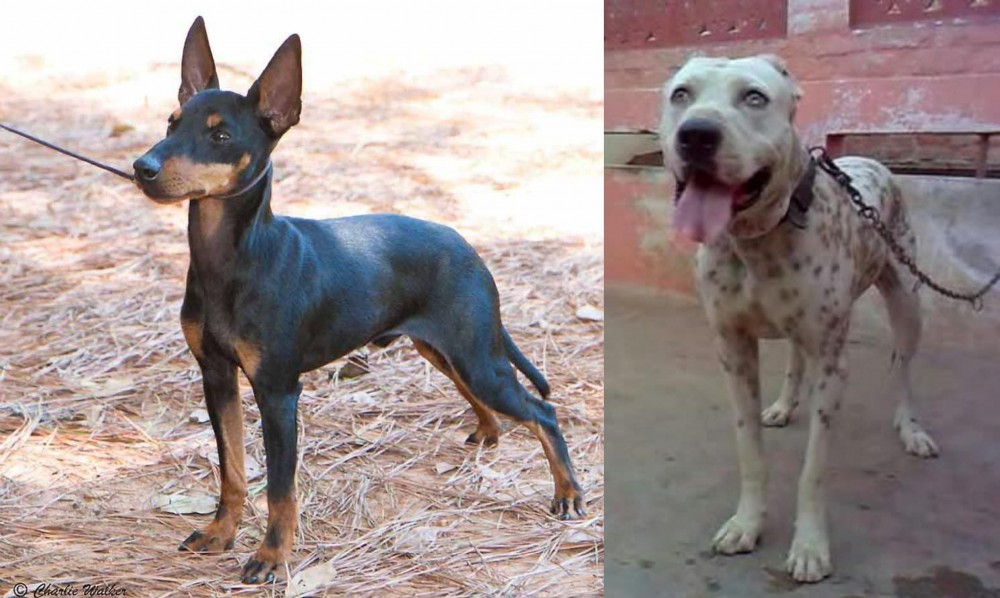 Sindh Mastiff vs English Toy Terrier (Black & Tan) - Breed Comparison
