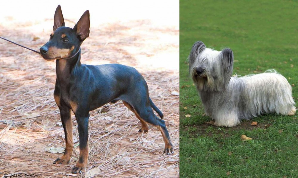 Skye Terrier vs English Toy Terrier (Black & Tan) - Breed Comparison