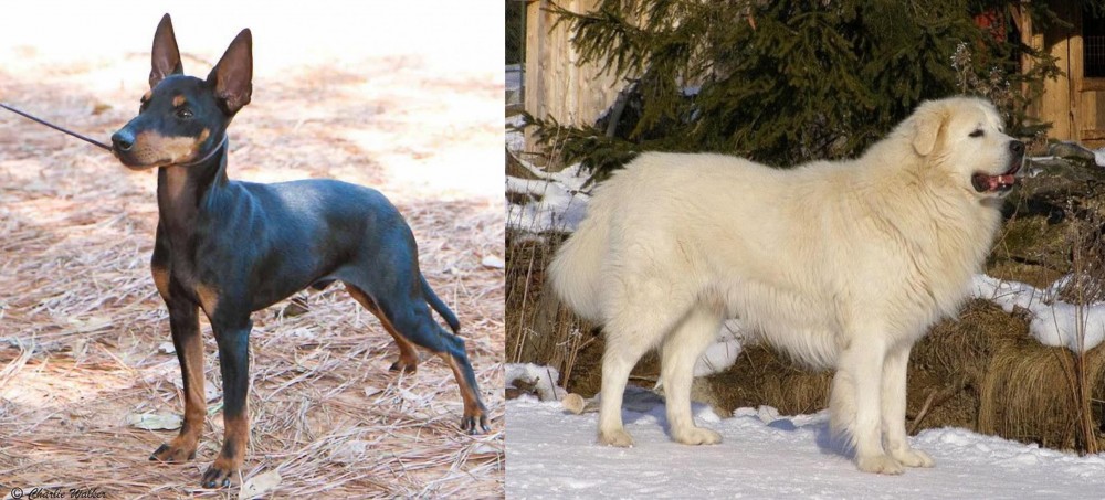 Slovak Cuvac vs English Toy Terrier (Black & Tan) - Breed Comparison