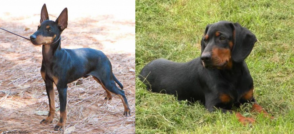 Slovakian Hound vs English Toy Terrier (Black & Tan) - Breed Comparison