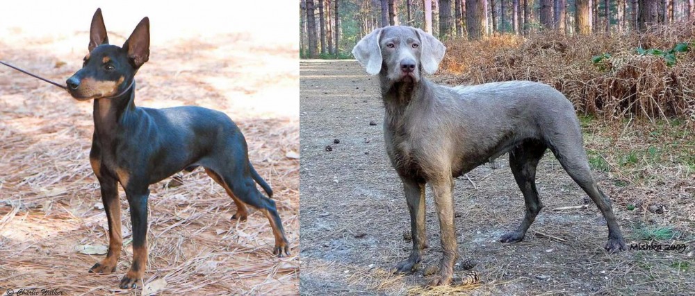 Slovensky Hrubosrsty Stavac vs English Toy Terrier (Black & Tan) - Breed Comparison