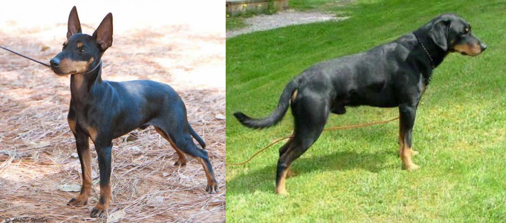 Smalandsstovare vs English Toy Terrier (Black & Tan) - Breed Comparison