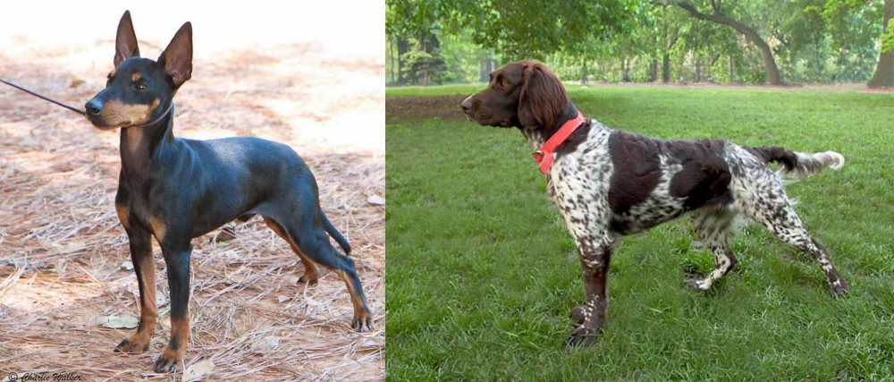 Small Munsterlander vs English Toy Terrier (Black & Tan) - Breed Comparison