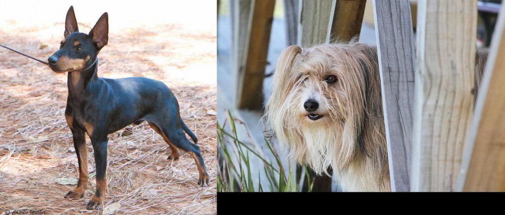 Smithfield vs English Toy Terrier (Black & Tan) - Breed Comparison