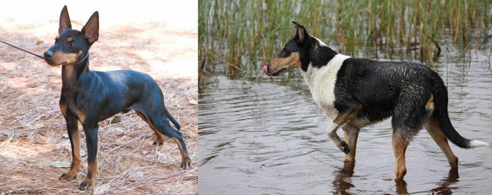Smooth Collie vs English Toy Terrier (Black & Tan) - Breed Comparison