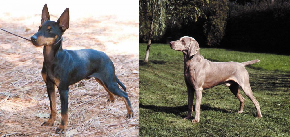 Smooth Haired Weimaraner vs English Toy Terrier (Black & Tan) - Breed Comparison
