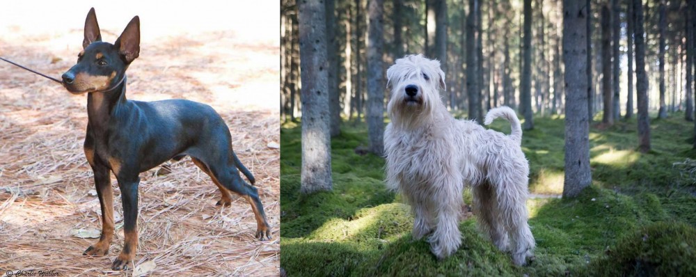 Soft-Coated Wheaten Terrier vs English Toy Terrier (Black & Tan) - Breed Comparison