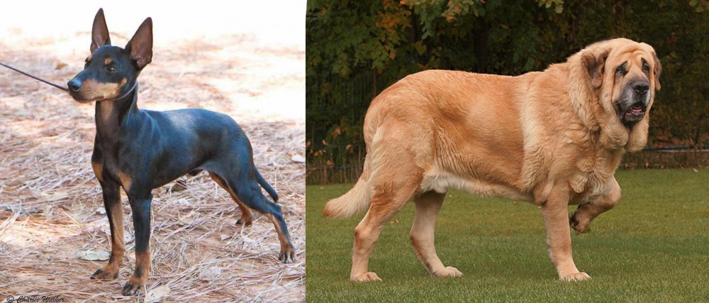 Spanish Mastiff vs English Toy Terrier (Black & Tan) - Breed Comparison