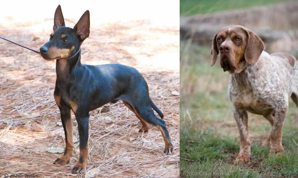 Spanish Pointer vs English Toy Terrier (Black & Tan) - Breed Comparison