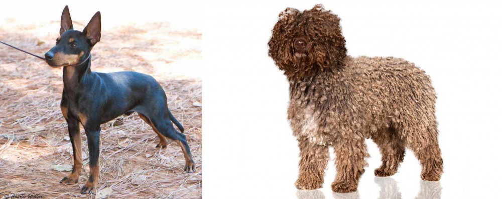 Spanish Water Dog vs English Toy Terrier (Black & Tan) - Breed Comparison