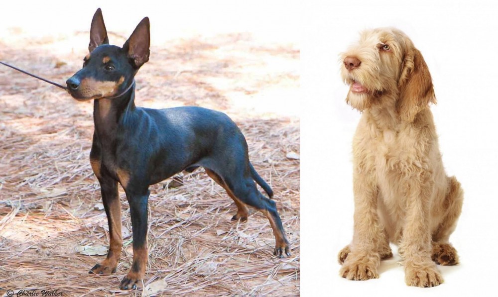 Spinone Italiano vs English Toy Terrier (Black & Tan) - Breed Comparison