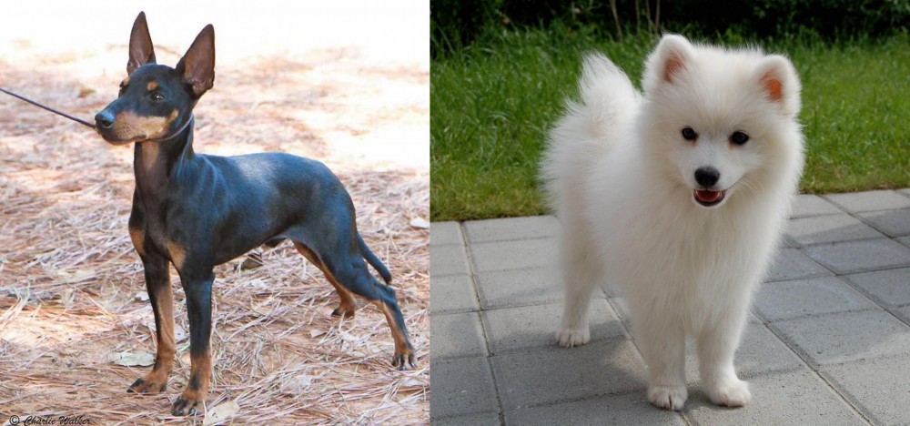 Spitz vs English Toy Terrier (Black & Tan) - Breed Comparison
