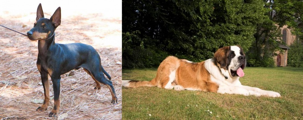 St. Bernard vs English Toy Terrier (Black & Tan) - Breed Comparison