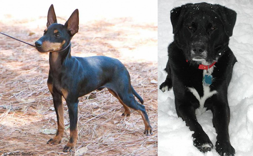 St. John's Water Dog vs English Toy Terrier (Black & Tan) - Breed Comparison