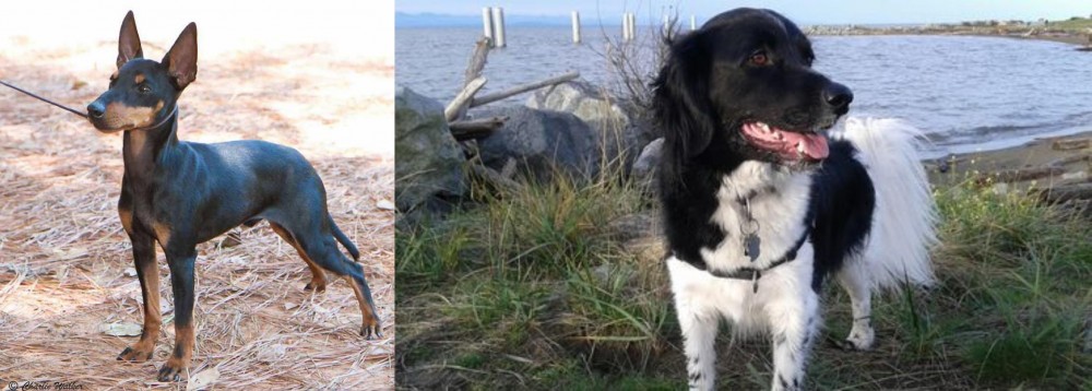 Stabyhoun vs English Toy Terrier (Black & Tan) - Breed Comparison