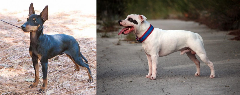 Staffordshire Bull Terrier vs English Toy Terrier (Black & Tan) - Breed Comparison