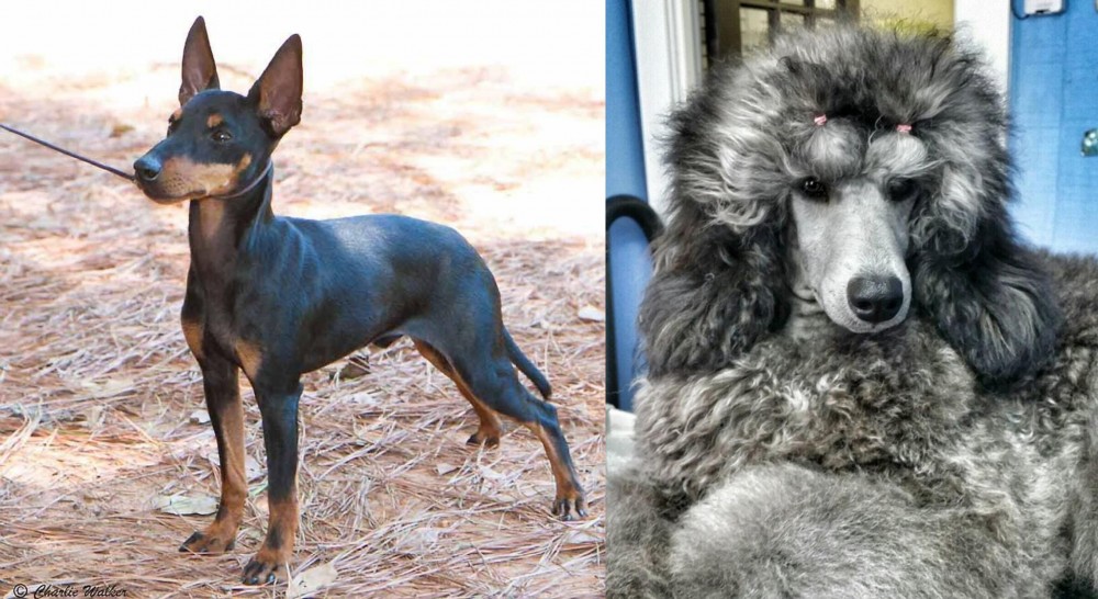 Standard Poodle vs English Toy Terrier (Black & Tan) - Breed Comparison