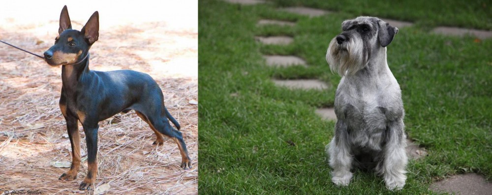 Standard Schnauzer vs English Toy Terrier (Black & Tan) - Breed Comparison