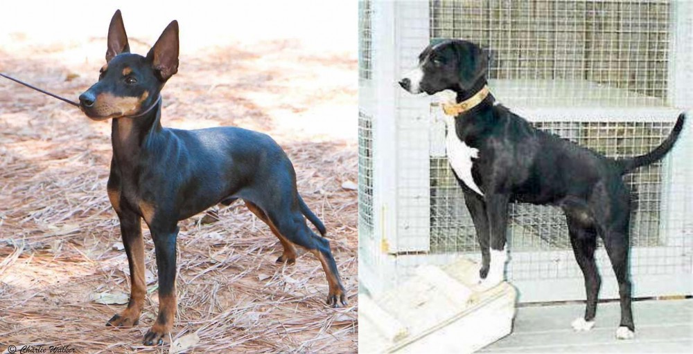 Stephens Stock vs English Toy Terrier (Black & Tan) - Breed Comparison