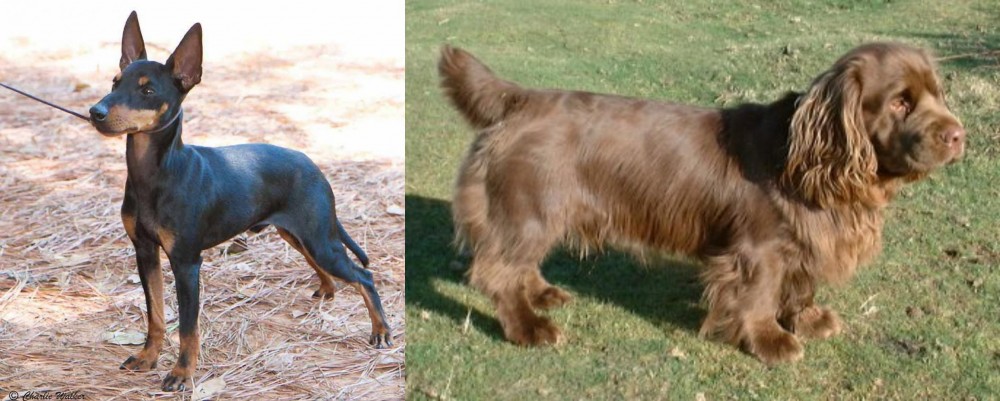 Sussex Spaniel vs English Toy Terrier (Black & Tan) - Breed Comparison