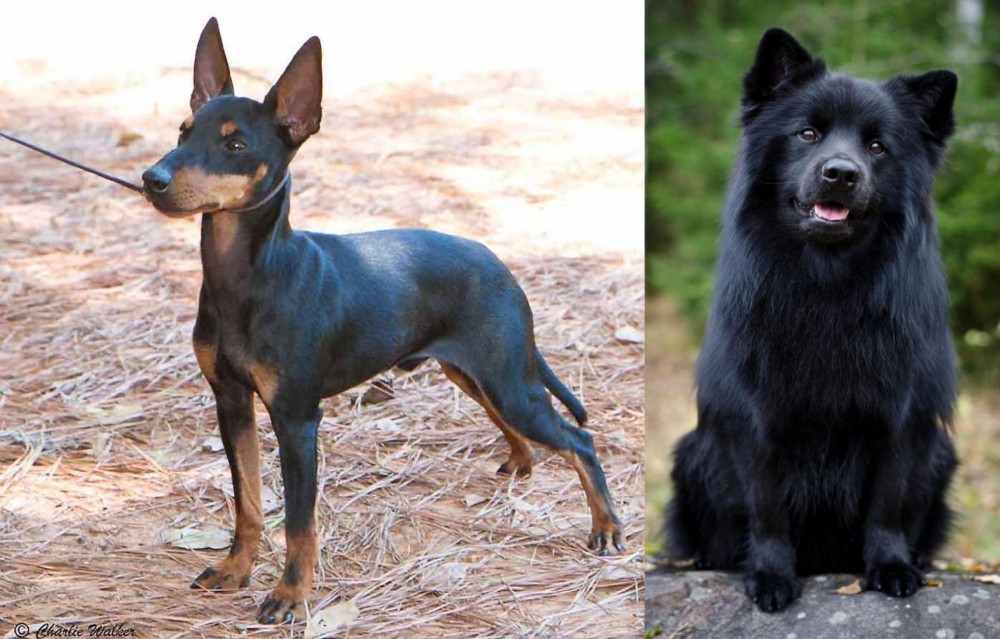 Swedish Lapphund vs English Toy Terrier (Black & Tan) - Breed Comparison