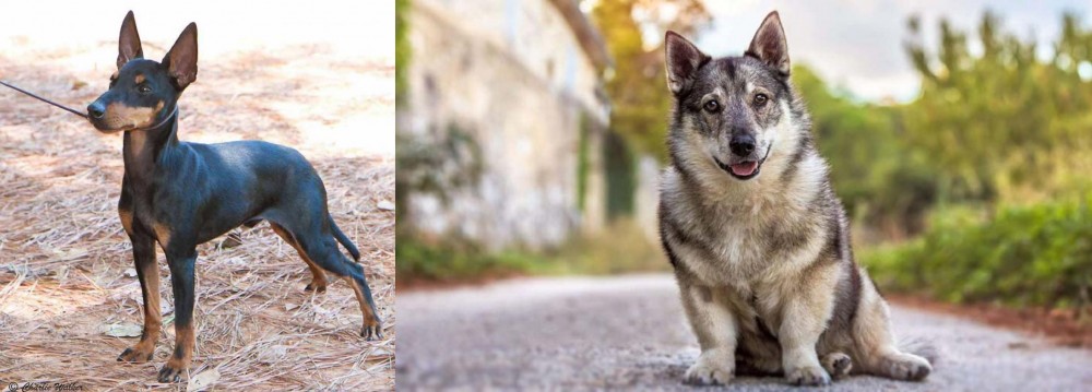 Swedish Vallhund vs English Toy Terrier (Black & Tan) - Breed Comparison
