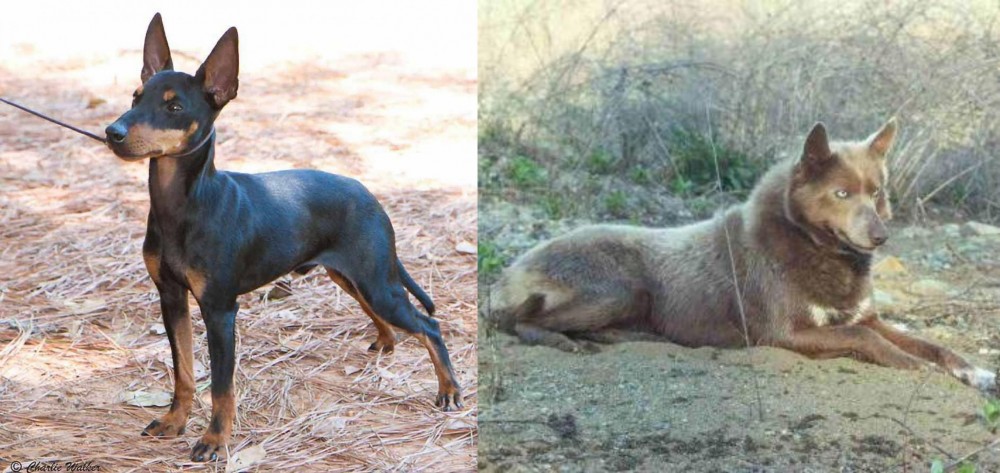 Tahltan Bear Dog vs English Toy Terrier (Black & Tan) - Breed Comparison