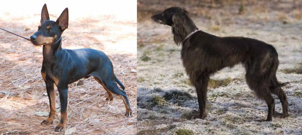 Taigan vs English Toy Terrier (Black & Tan) - Breed Comparison