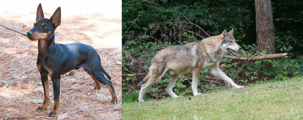 Tamaskan vs English Toy Terrier (Black & Tan) - Breed Comparison