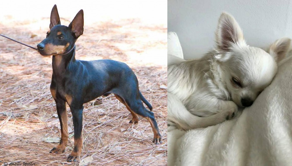 Tea Cup Chihuahua vs English Toy Terrier (Black & Tan) - Breed Comparison