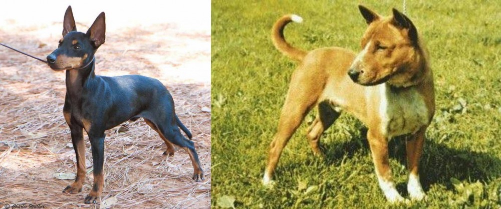 Telomian vs English Toy Terrier (Black & Tan) - Breed Comparison