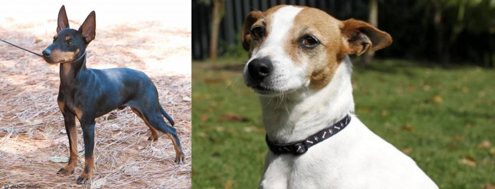 Tenterfield Terrier vs English Toy Terrier (Black & Tan) - Breed Comparison