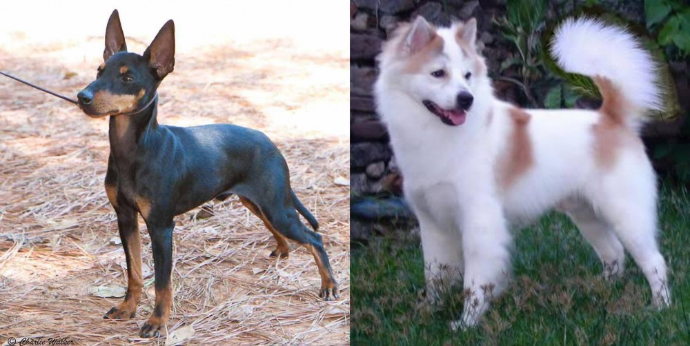 Thai Bangkaew vs English Toy Terrier (Black & Tan) - Breed Comparison