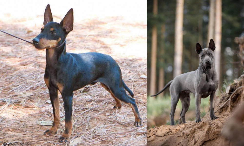Thai Ridgeback vs English Toy Terrier (Black & Tan) - Breed Comparison