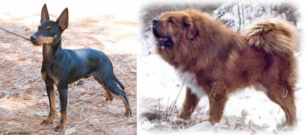 Tibetan Kyi Apso vs English Toy Terrier (Black & Tan) - Breed Comparison
