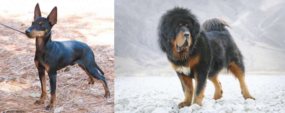 Tibetan Mastiff vs English Toy Terrier (Black & Tan) - Breed Comparison