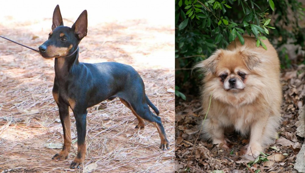Tibetan Spaniel vs English Toy Terrier (Black & Tan) - Breed Comparison