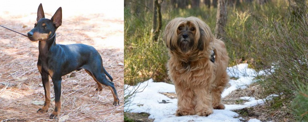 Tibetan Terrier vs English Toy Terrier (Black & Tan) - Breed Comparison