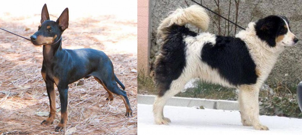 Tornjak vs English Toy Terrier (Black & Tan) - Breed Comparison